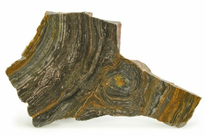 Polished Mesoproterozoic Stromatolite (Conophyton) - Australia #353321